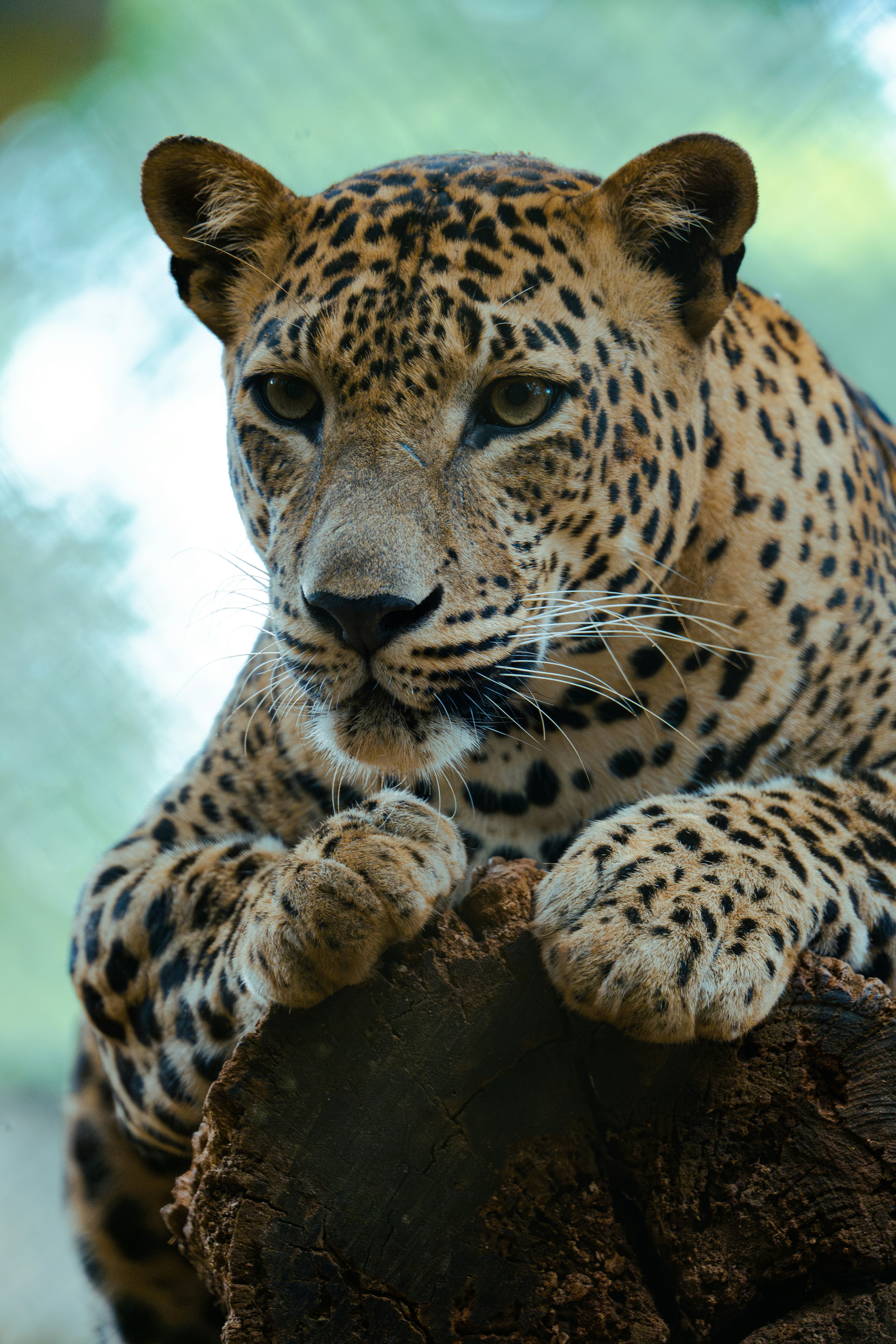 Yala Safari
